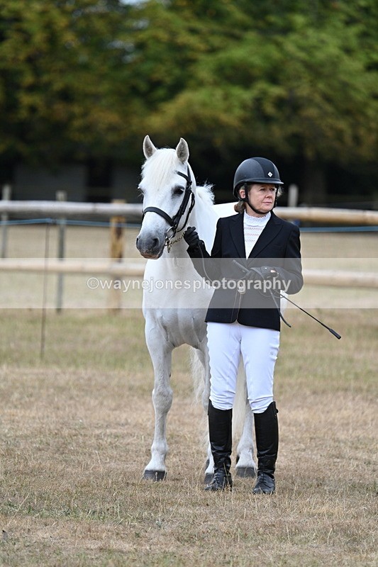 WJ7_9970 - Class 5a Most Handsome Gelding (above 14.2hh)