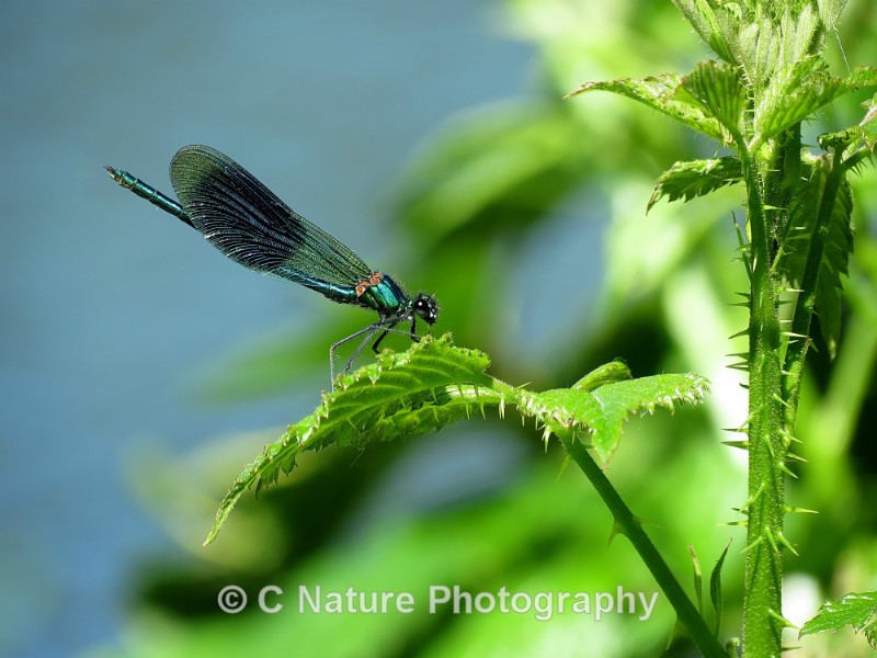 Branded Demoiselle - Insects & Creepy Crawlies