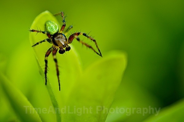 Cucumber Spider - Spiders