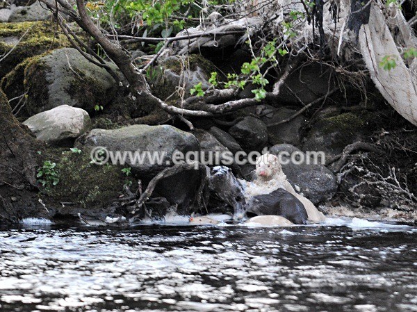 equiscot 2239 - ALBINO OTTERS - SCOTLAND