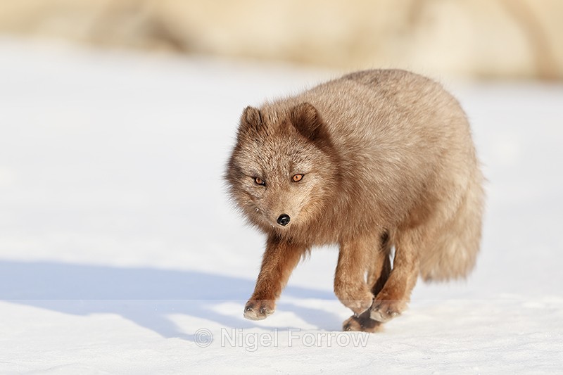 Dark Arctic Fox running, Svalbard, Norway - Arctic Fox