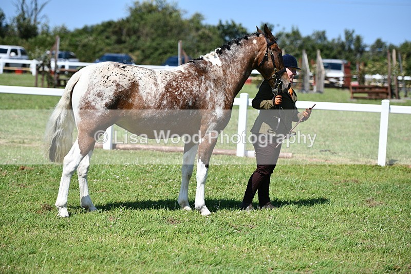 DSC_6783 - Class 57: Hunter/Riding Horse/Hack 1, 2 & 3 yr olds