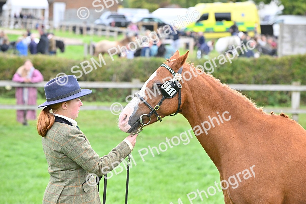 SBM_57571 - S46 - Part Bred Arab & Native Pony In Hand