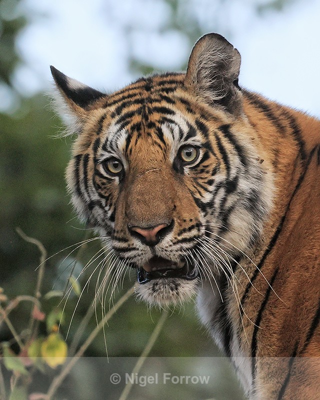 Portrait of Bengal Tiger looking, Bandhavgarh Reserve, India - Tiger
