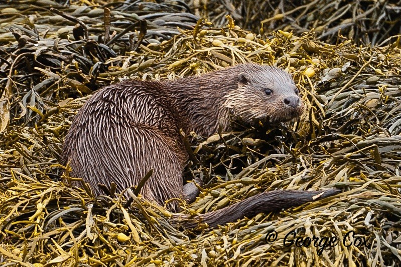 otter