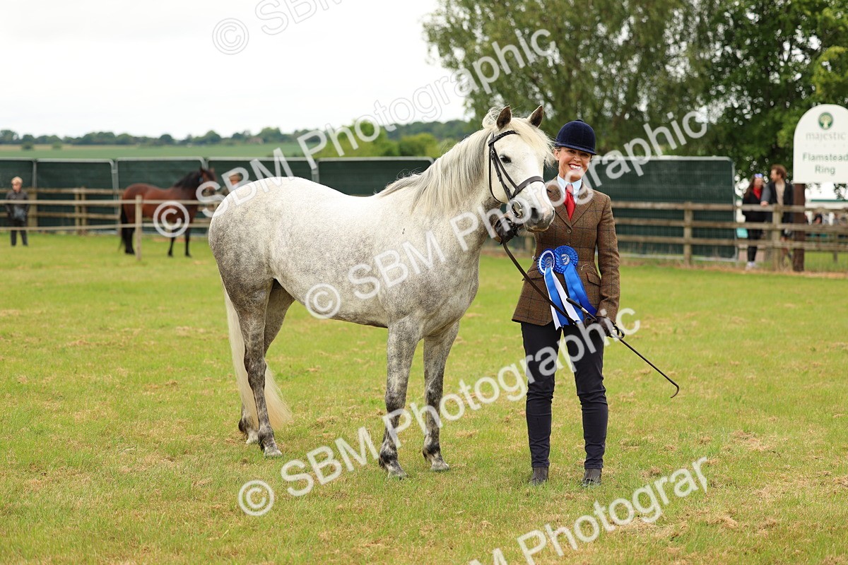 SBM_04296 - Class 64-67 - Shetland Pony In Hand