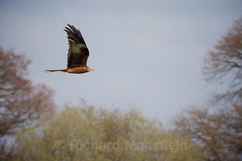  - Red Kites