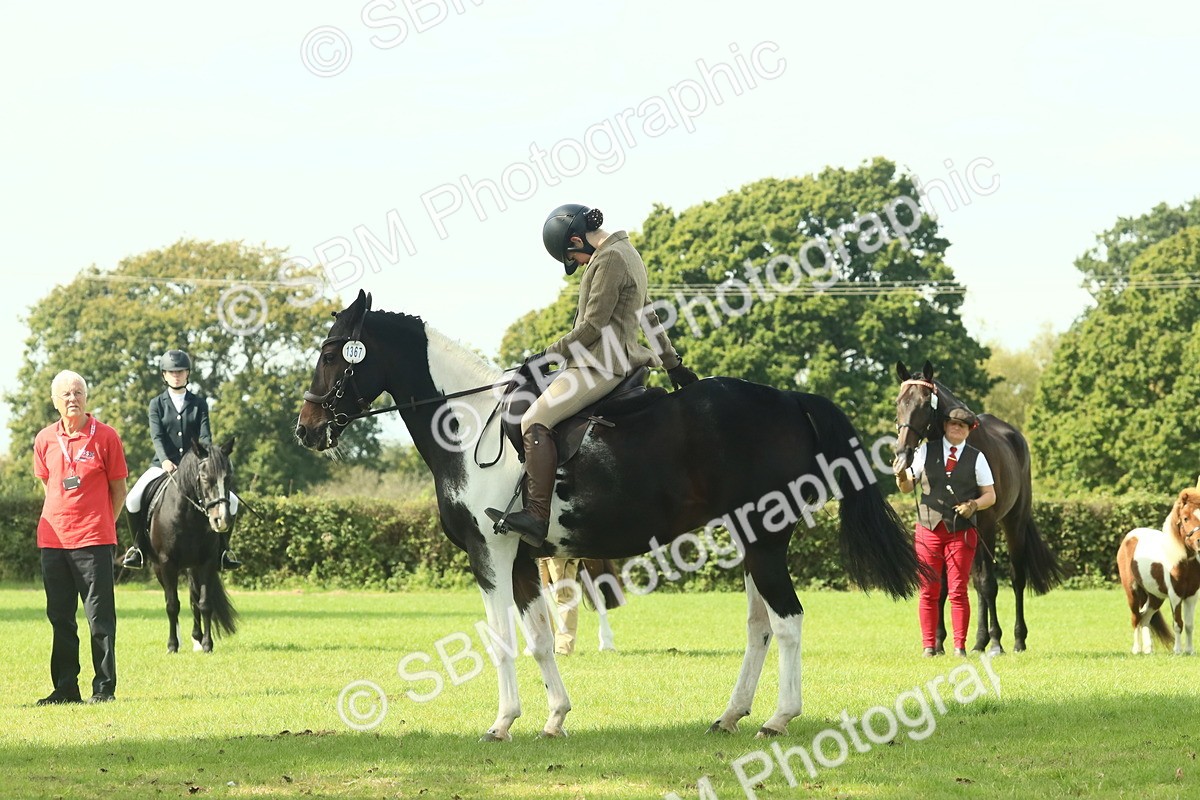 SBM_66531 - S34 - Rehabilitated Rescue Horse & Pony In Hand & Ridden