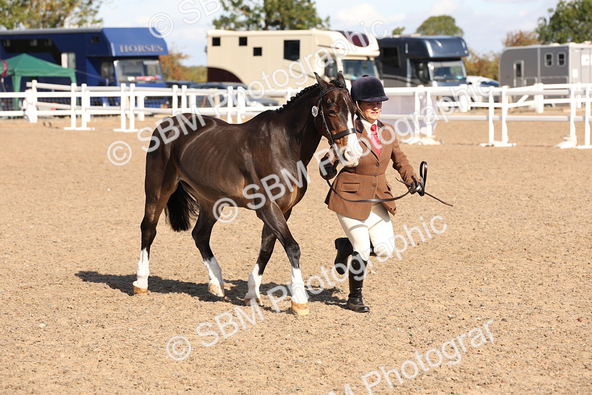 SBM_12842 - Class 205 - IH Show Pony - Show Hunter Pony