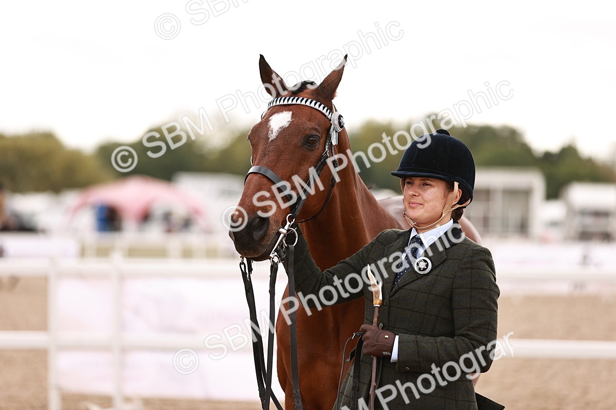 SBM_16228 - Class412 - Handsome Gelding (IH  or Ridden) Adult