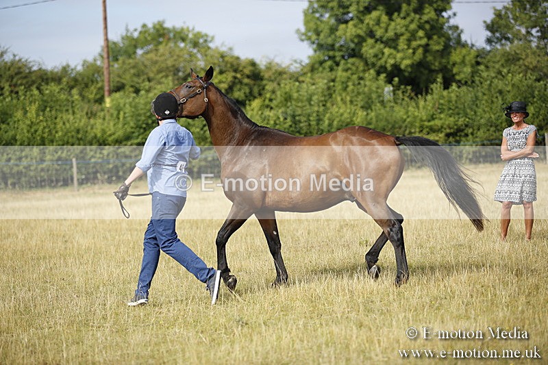 _C7A9119 - BVRC Sow 2018 Ring 2