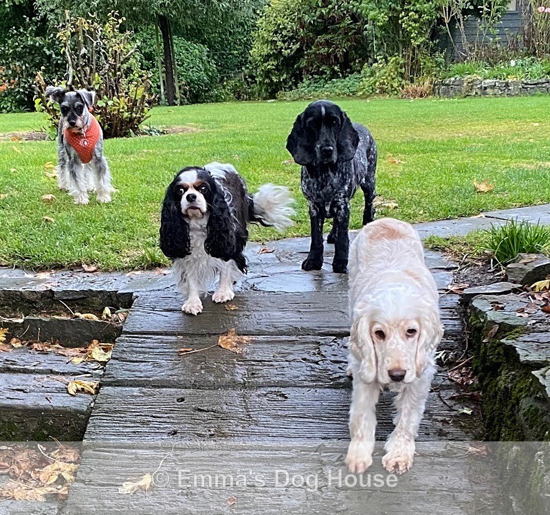  - Dogs