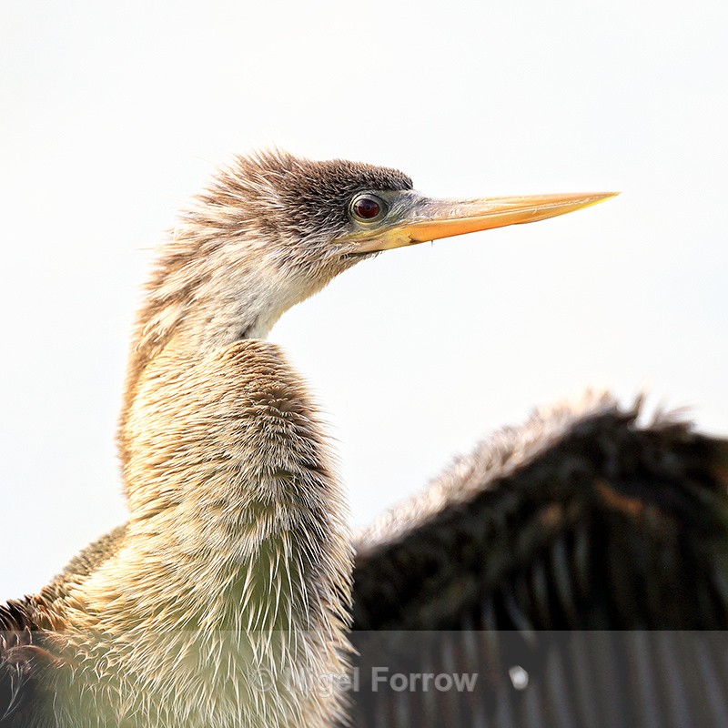 Anhinga - high key close shot, Venice Rookery, Florida - Anhinga