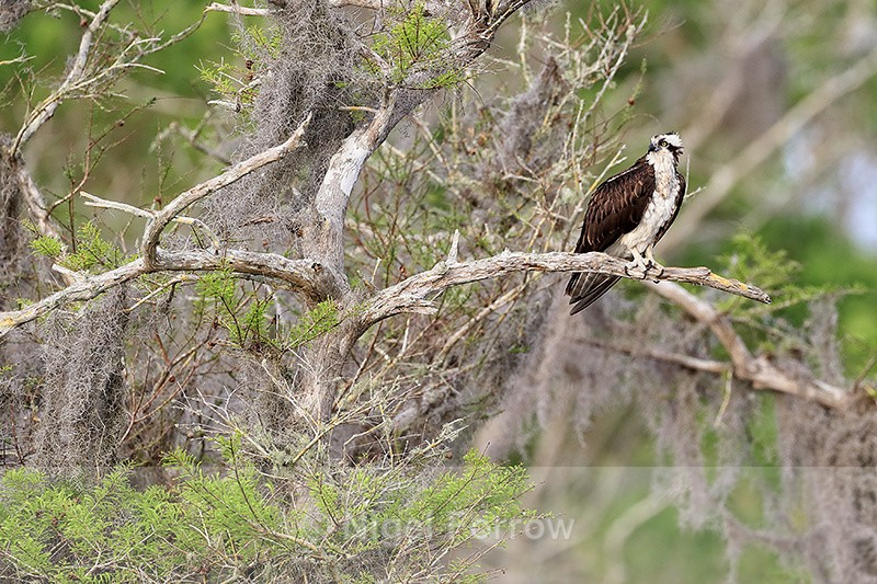 Osprey perched on tree branch, Blue Cypress Lake, Florida - Osprey