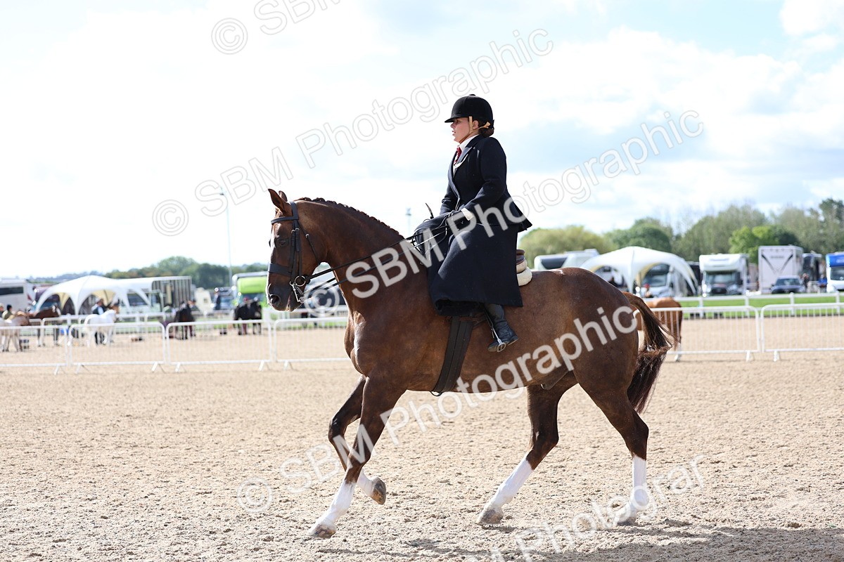 SBM_10804 - Class 305 - Ridden Foreign Breeds - Pure Bred