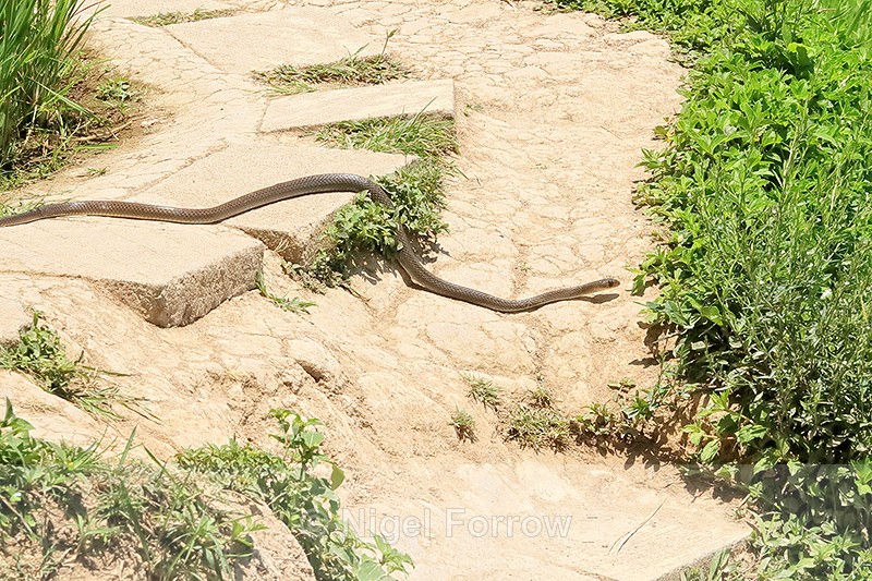 Indo-Chinese Rat Snake crosses path, Tegalalang Rice Terrace, Bali - REPTILES & AMPHIBIANS