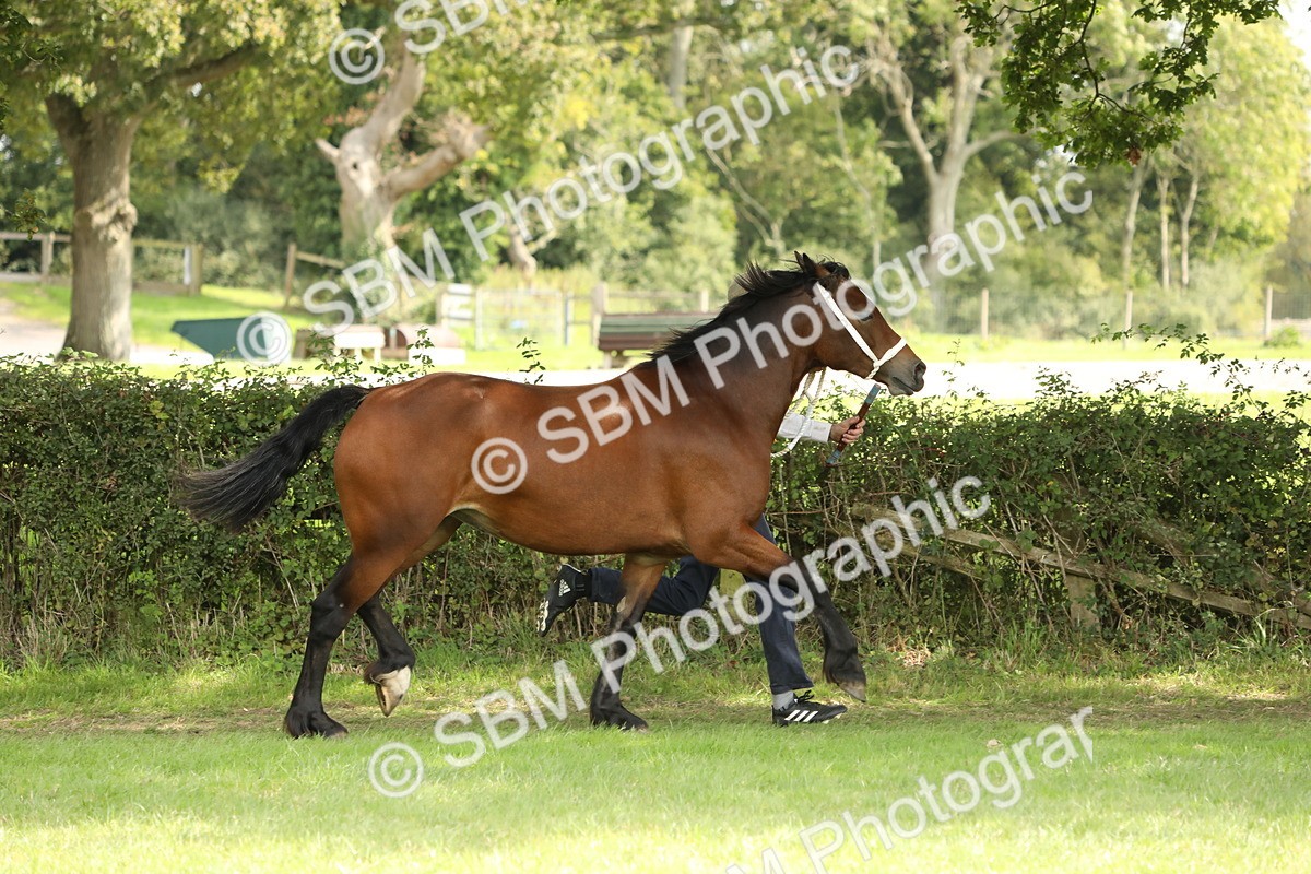 SBM_66295 - In Hand Pony & Youngstock Supreme Championship