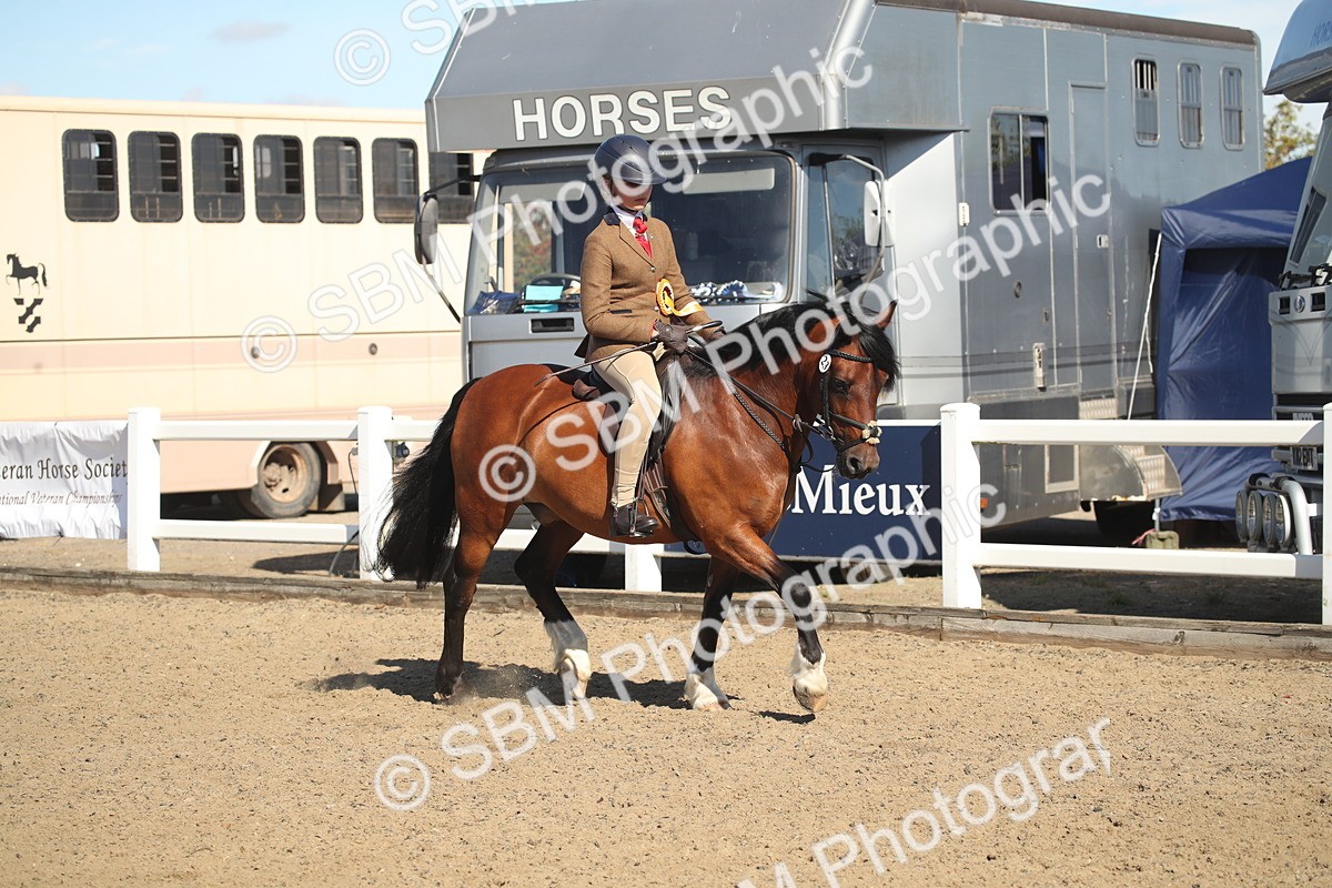 SBM_12800 - Class 504b - Junior Working Veteran - 40cm (20+)