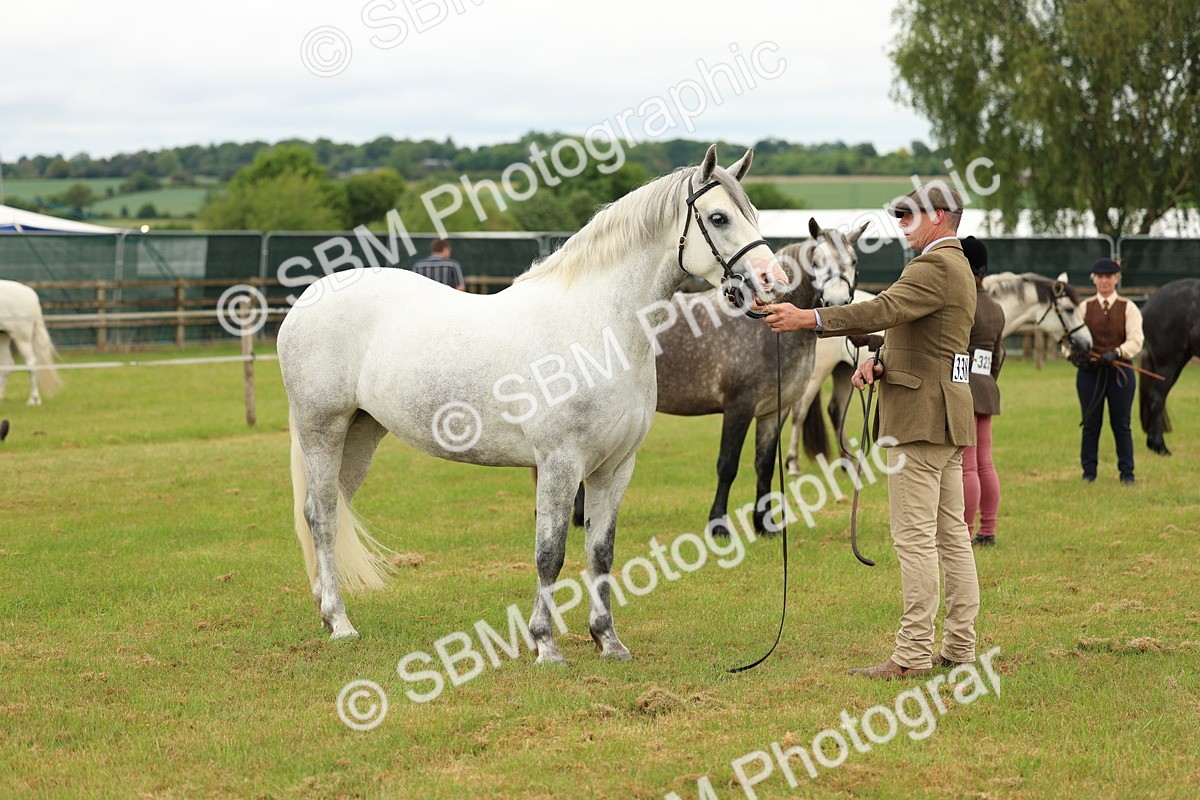 SBM_04084 - Class 64-67 - Shetland Pony In Hand