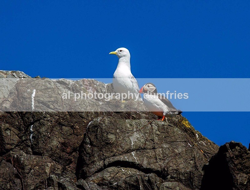 _CNP0389 - Farne Isles