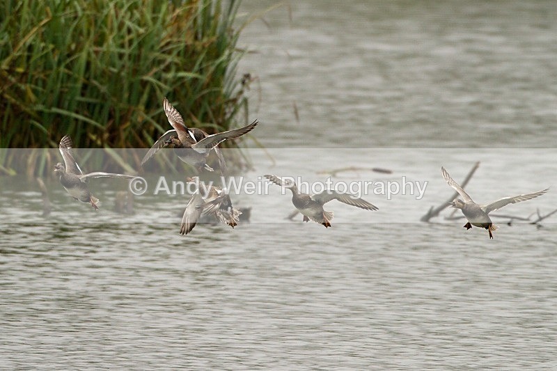 20121001-_MG_0486 - Gadwall