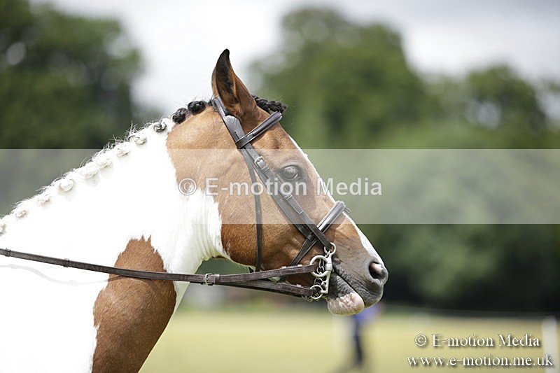 BVR160717-1908 - Ring 1 BVRC Show 16/07/17