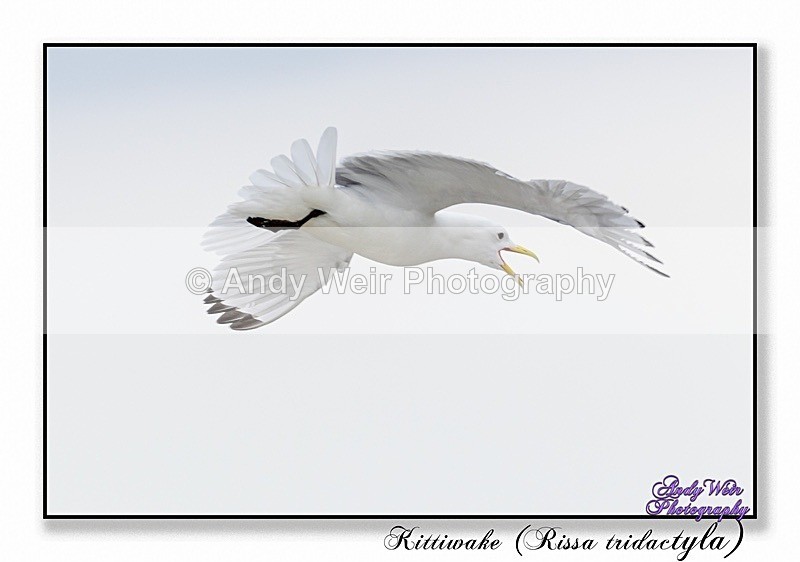 190604-untitled-8E0A4613-Edit - Kittiwakes