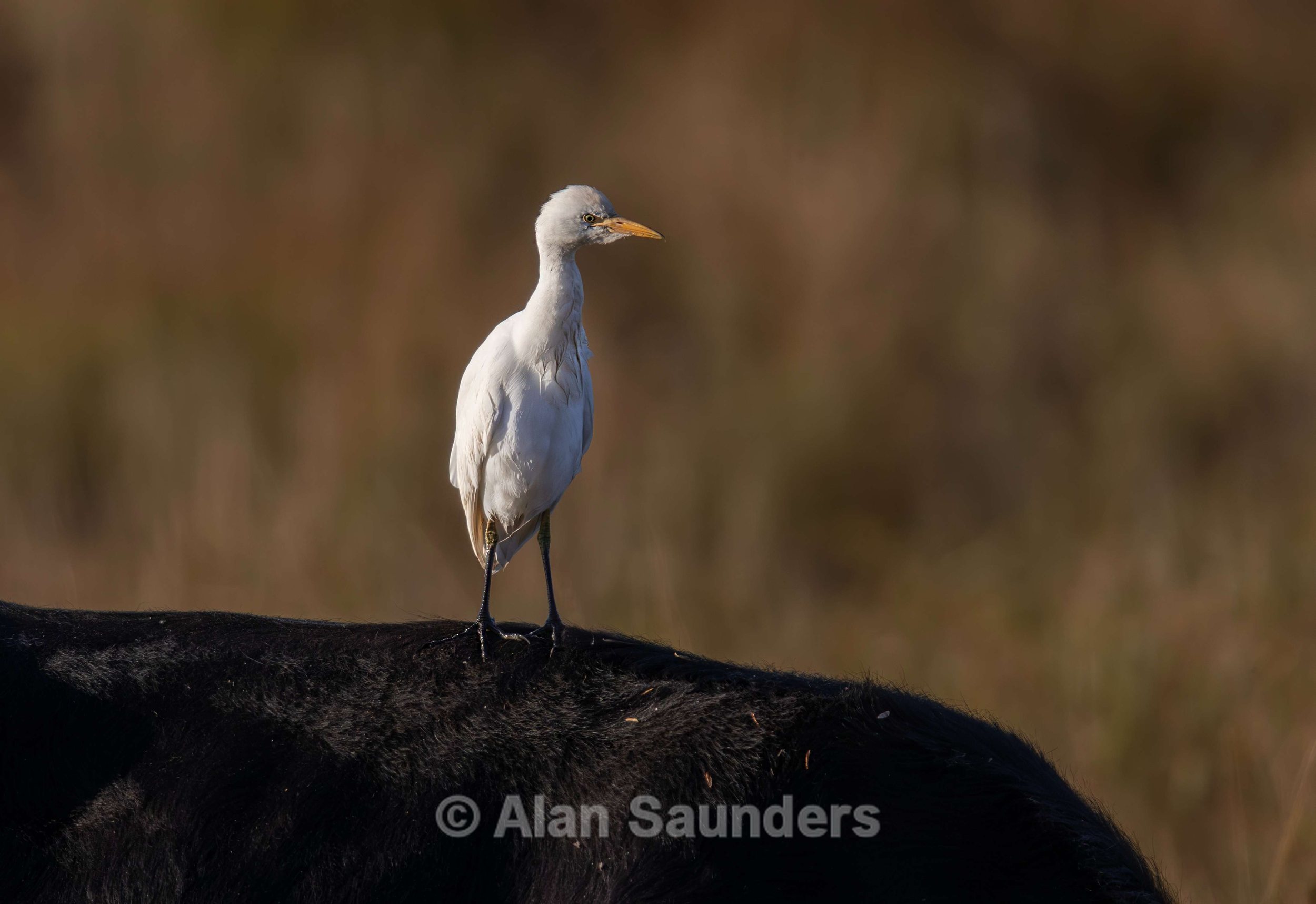 Cattle Egret 8