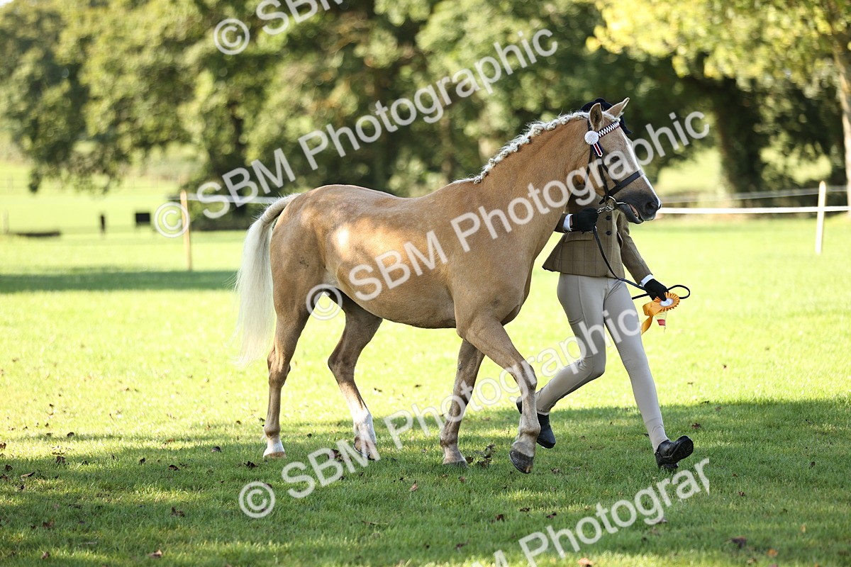 SBM_15955 - S1 - TSR in Hand Horse & Pony Showing