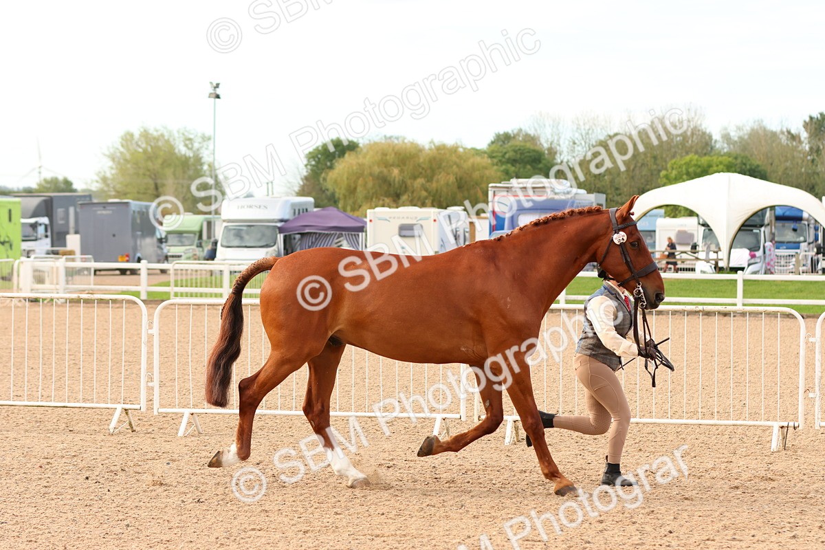 SBM_16596 - Class 702 - IH Show Horse - Pony