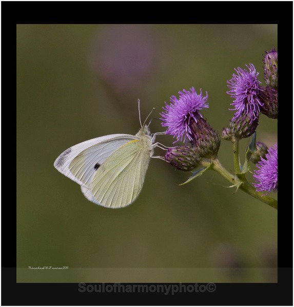 Small White - Invertebrate's Macro