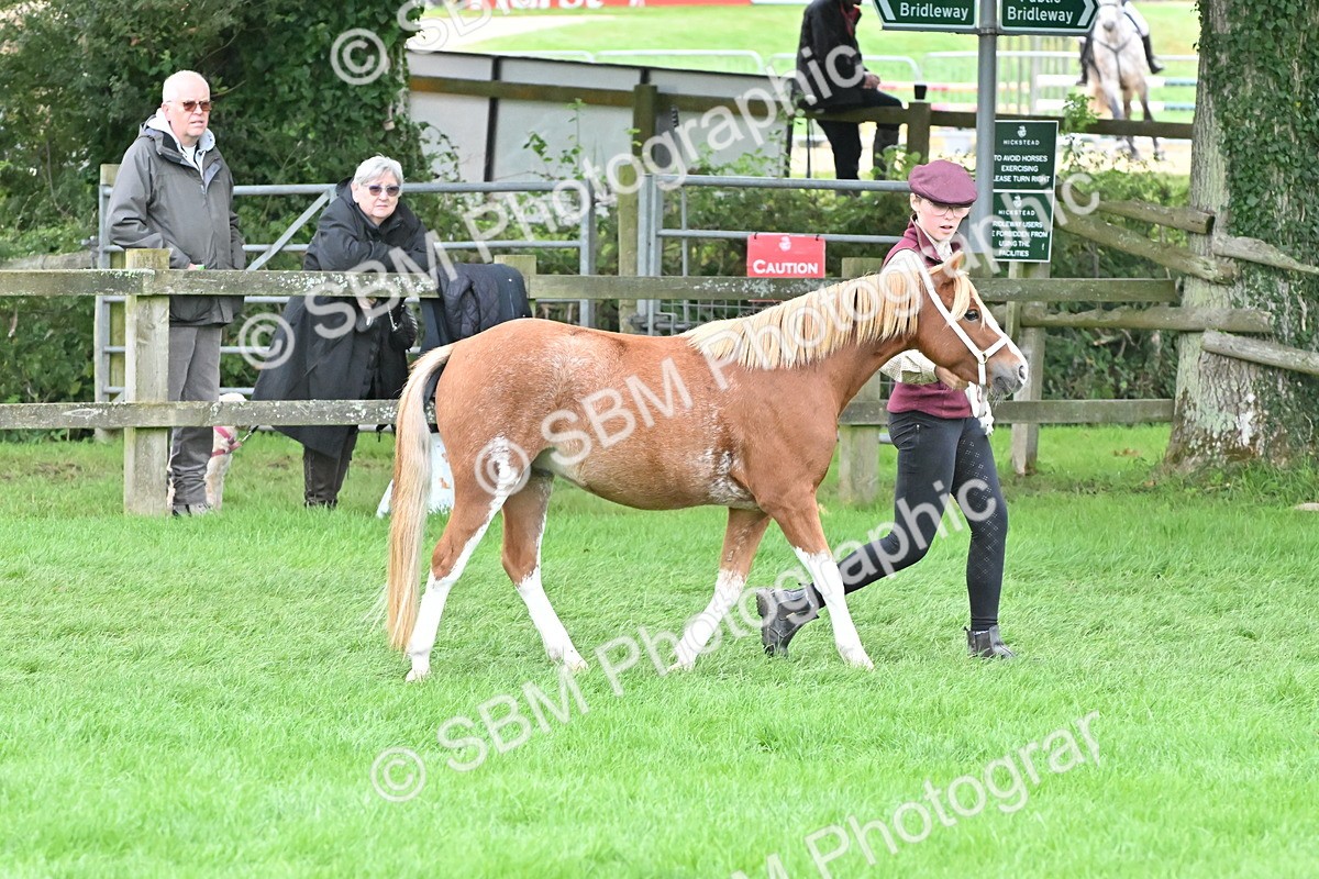 SBM_60950 - S48 - Mountain & Moorland In Hand Small Breeds