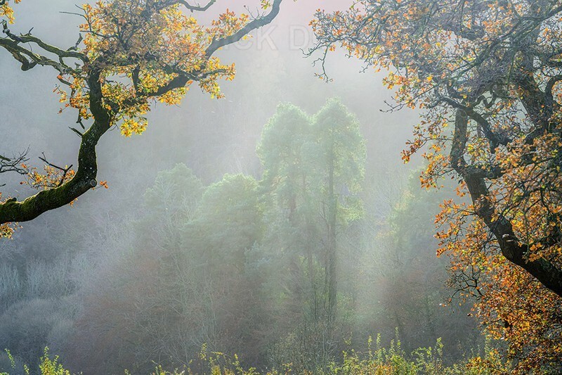 Trees in the mist
