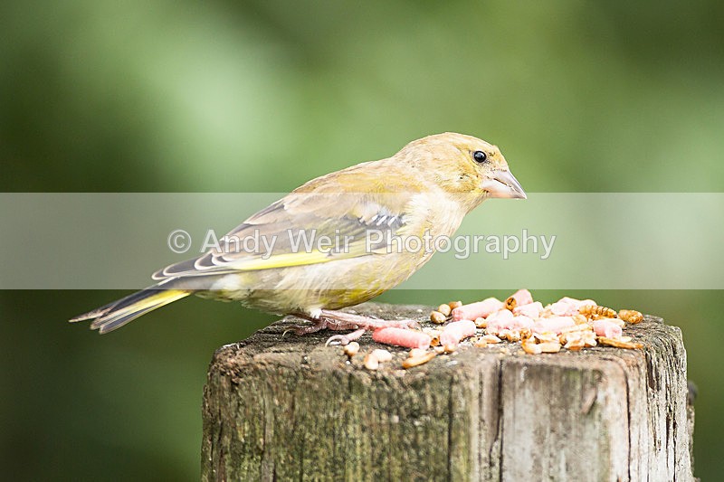 20130825-3K8A5656 - Greenfinch