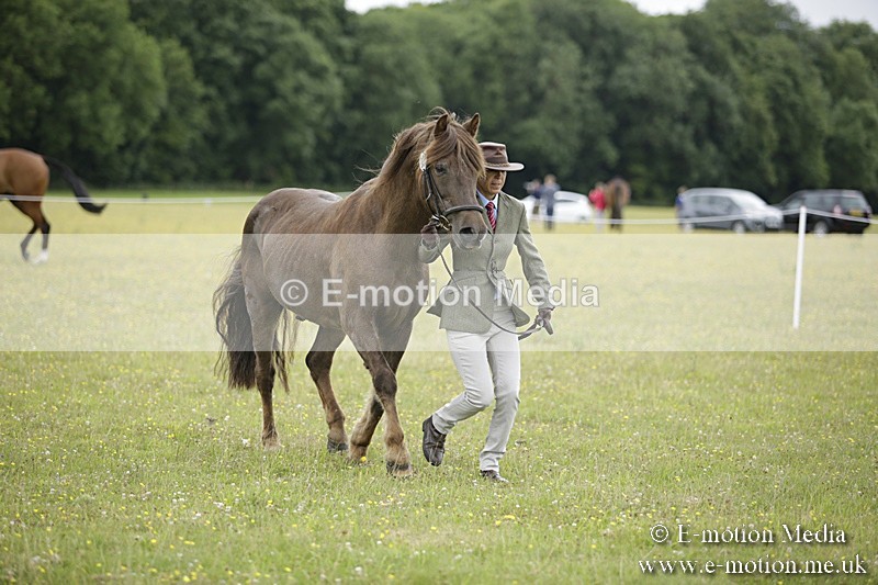 BVR160717-713 - Ring 2 BVRC Show 16/07/17