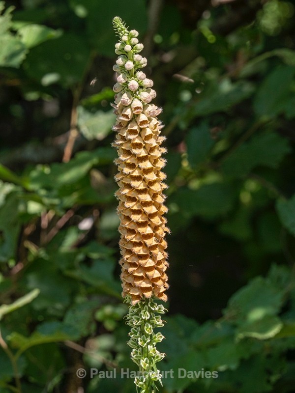 Rusty foxglove (Digitalis ferruginea) - Flower Portraits