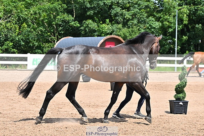 240718A-105300-01434 - Trot Up 12pm to 1pm