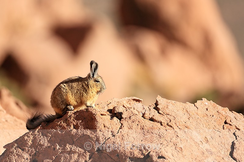 Southern Mountain Viscacha sitting still, Machuca, Chile - Viscacha