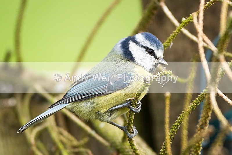 20121013-_MG_0804 - Blue Tit