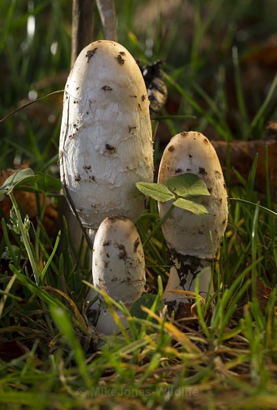 Fungi, Cholmondeley castle, Cheshire - FUNGI (MUSHROOM) IMAGES