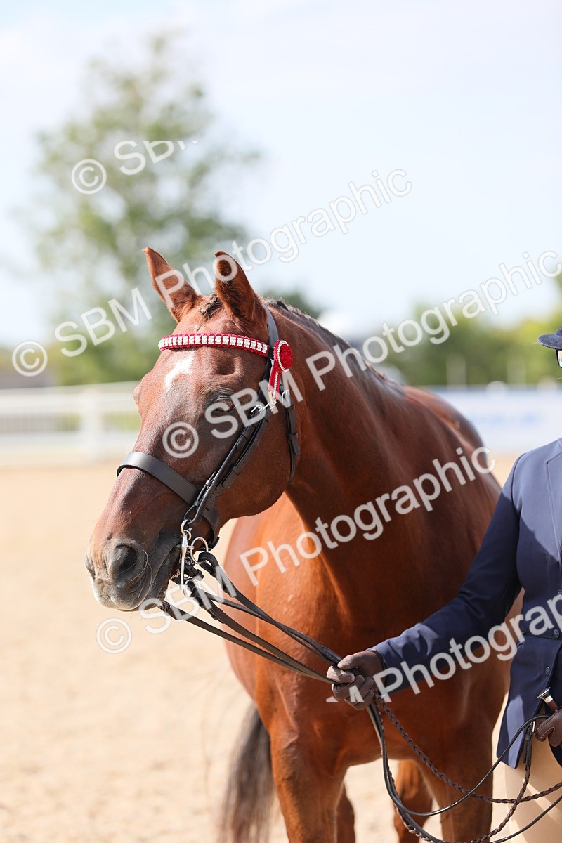 SBM_15738 - Class 312 IH Competition Horse/Pony