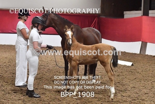 BPP_1908 - AFTERNOON 12.30 - 3.30PM