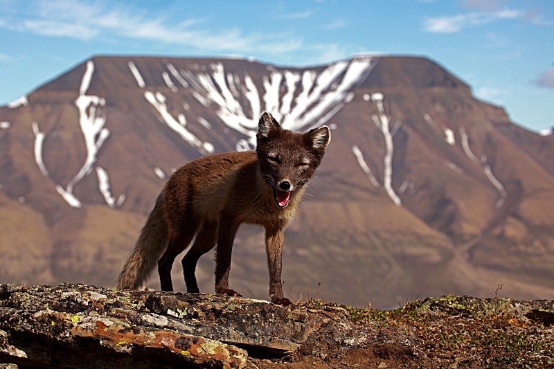 Arctic Fox 3261 - Wildlife