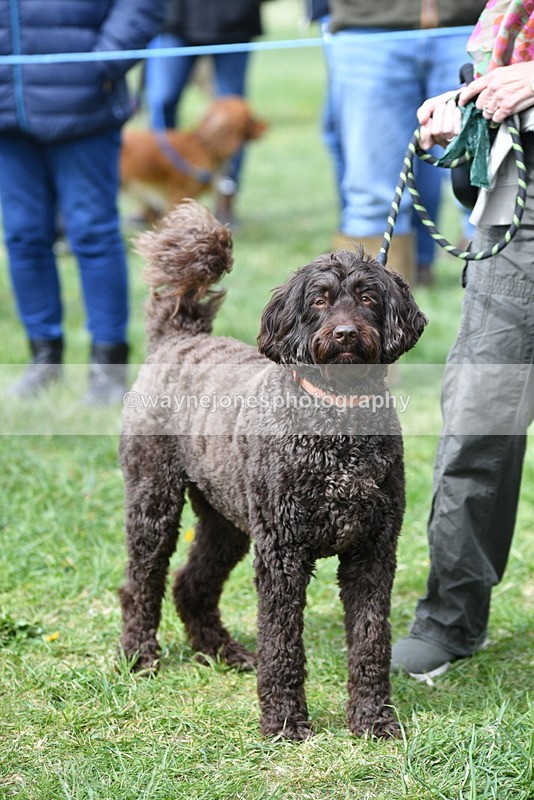 WJ5_9730 - Class 3 Most Handsome Dog
