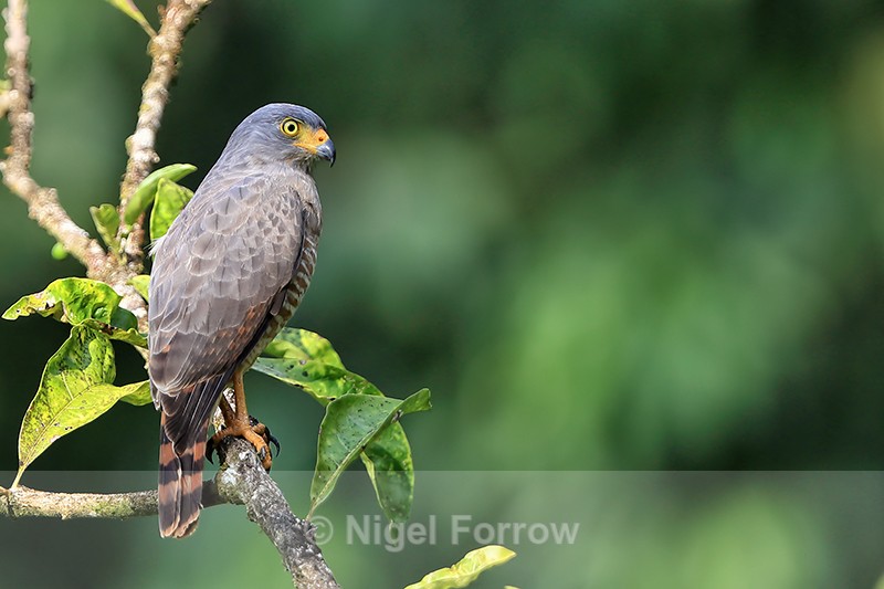 Roadside Hawk perched, late afternoon, Costa Rica - Roadside Hawk