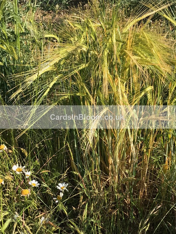 02 Morning breezes in the corn - COUNTRYSIDE