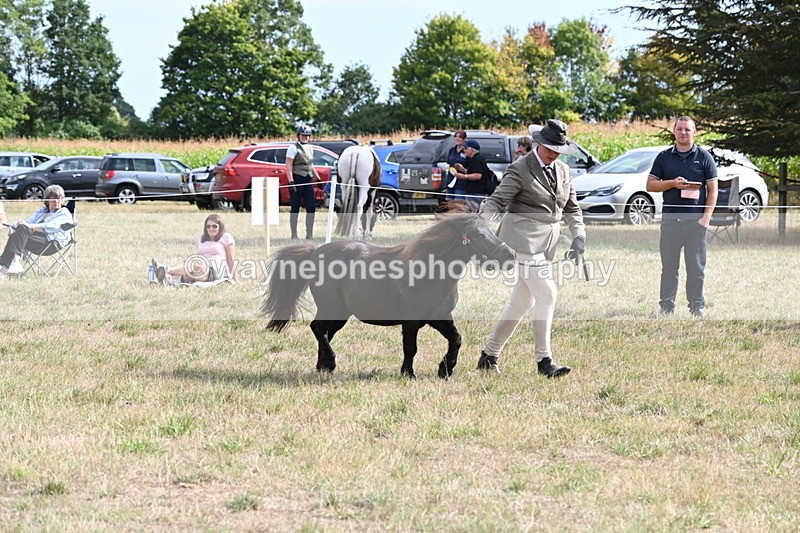WJ6_7025 - Class 21 Shetland & Mini Horses