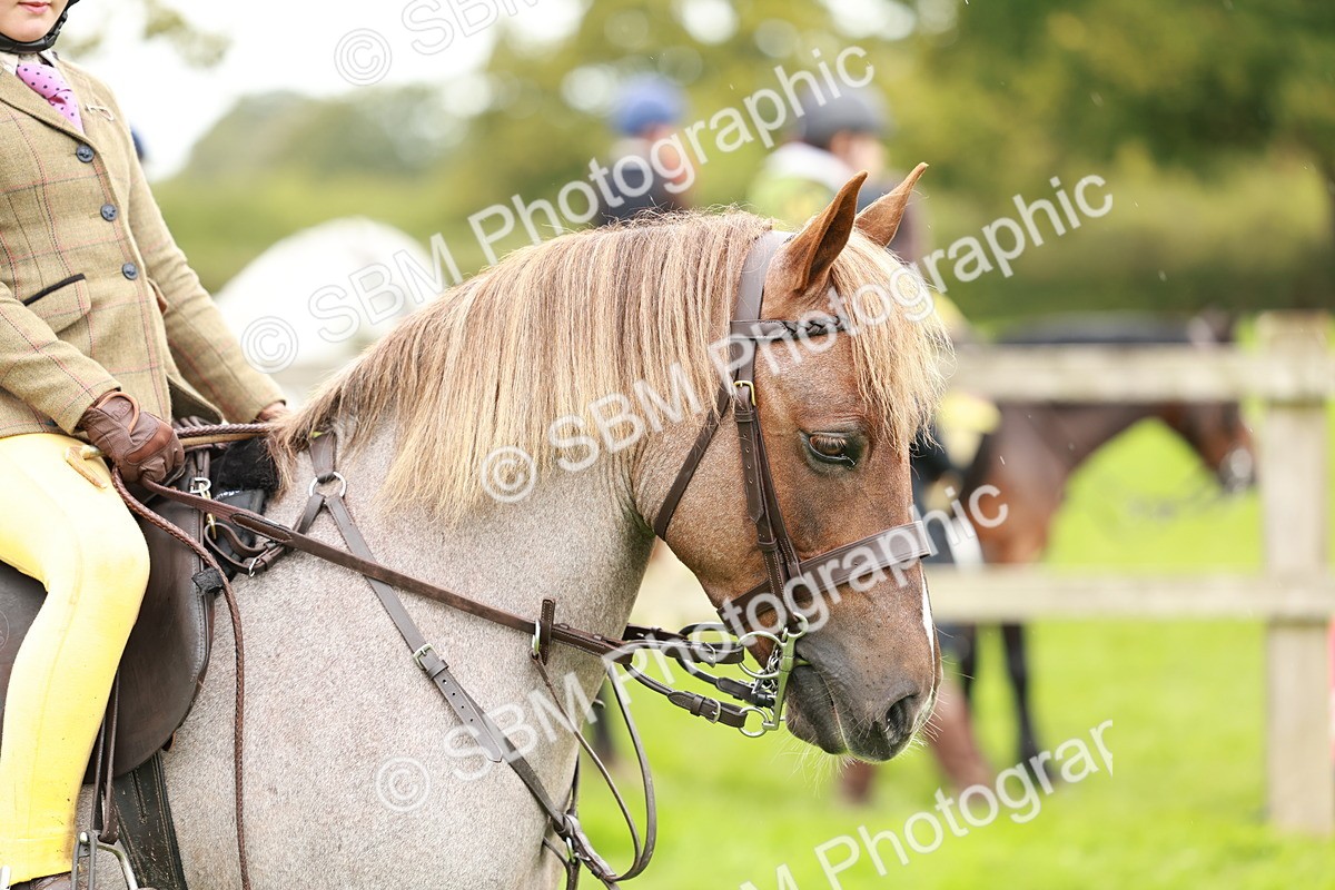SBM_41808 - S32 - Mountain & Moorland Working Hunter Pony