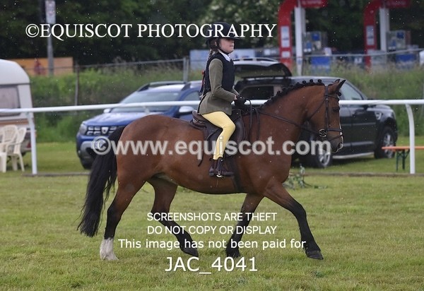 JAC_4041 - 40CM WORKING HUNTER