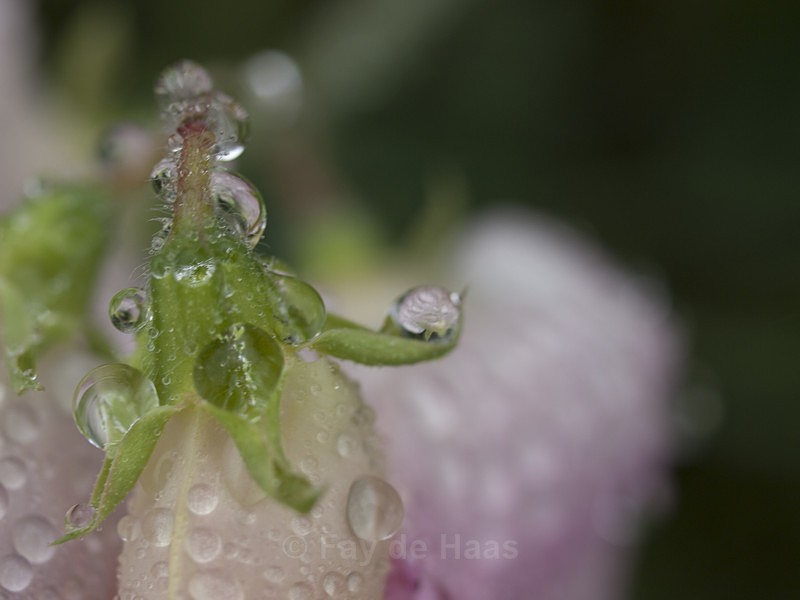  - After the rain
